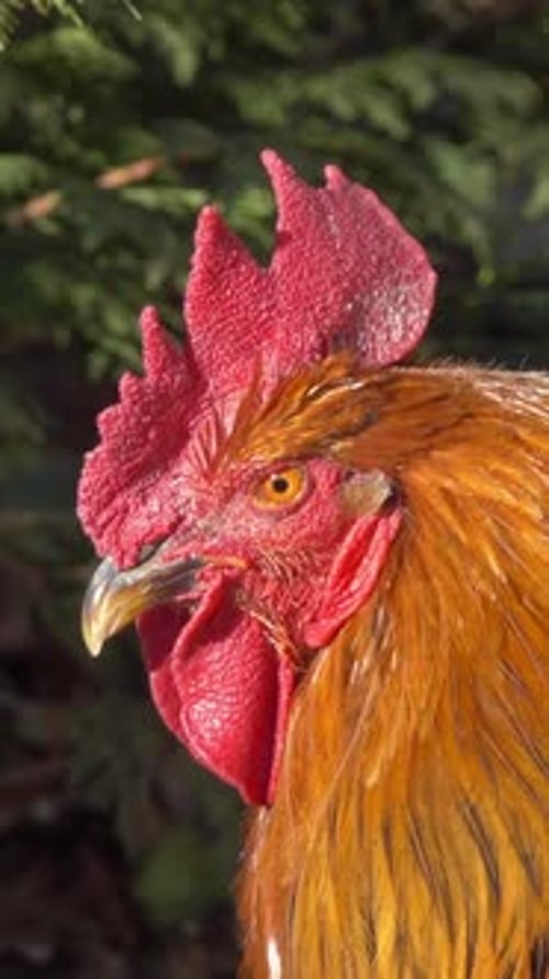 Red rooster portrait