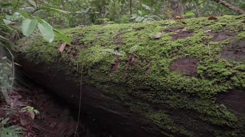 Moss growing on fallen tree trunk in forest. Mossy dead tree in jungle. A mossy log laying on the gr