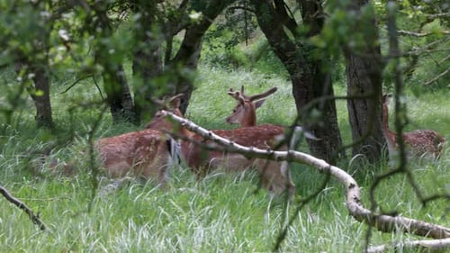 A serene video of deer grazing and resting in a lush, green forest. The tranquil scene is framed