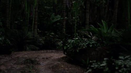 Shadows and Pathways in a Dense Tropical Forest at Night
