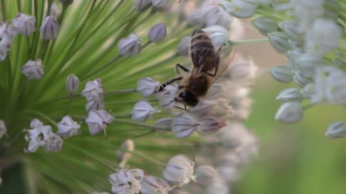 Honey Bee collecting nectar from big flower