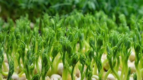 Micro greens pea plant sprouts growing time lapse. Five days peas micro greens close-up. Close up v