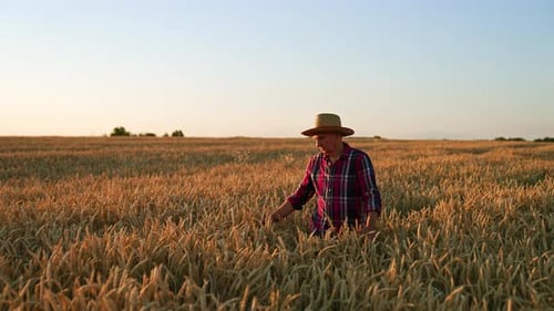 Farmer Walking Through Golden Wheat Field at Sunrise