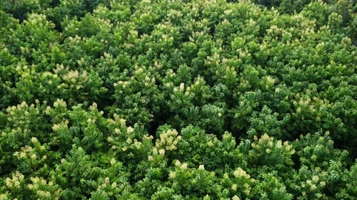 Vista aérea de árvores de cultivo e plantação em viveiro ao ar livre.