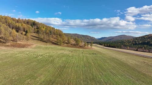 Herd of deer grazing in a rural autumn landscape