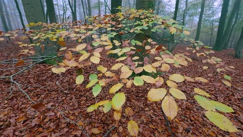 Autumn leaves