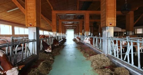 Modern Farm Barn with Milking Cows Eating Hay