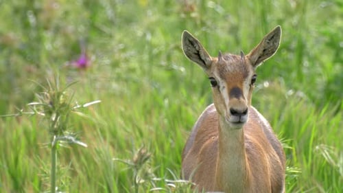 Mountain Gazelle