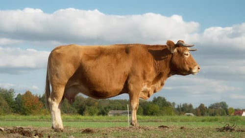 Vaca limusina francesa de pura raza con complexión musculosa y carne jaspeada de alta calidad.