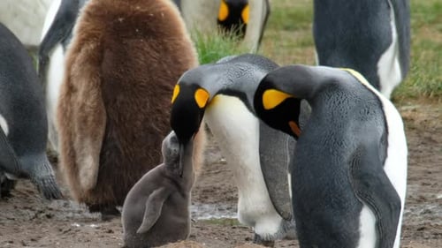 Adult and Baby King Penguins in Natural Habitat