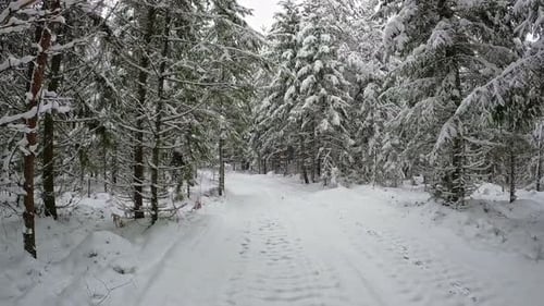 POV shot while walking on a narrow path covered with white snow surrounded by coniferous forest tree