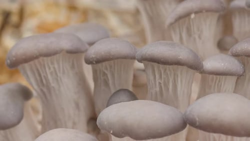Close Up of Fresh Oyster Mushrooms Growing