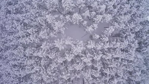 Descending Above Winter Woods Aerial With Falling Snow