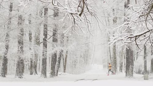 It is Snowing Heavily in the Park Large Flakes of Snow are Slowly Falling on Tree Branches People