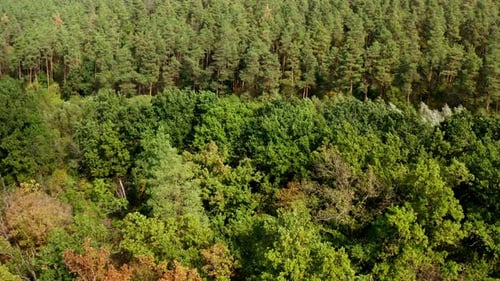 Sommerwald. Grüne Mischbäume im Wald. Wunderschöne Naturlandschaft bei hellem Tag.