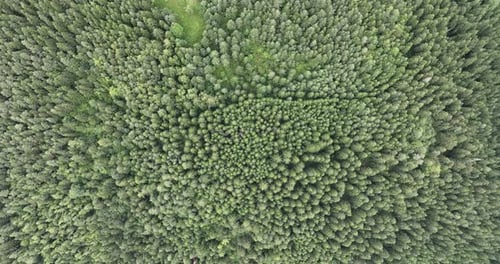 Nebelwolken im Kiefernwald, abfallende Luftaufnahme, Drohnenvideo