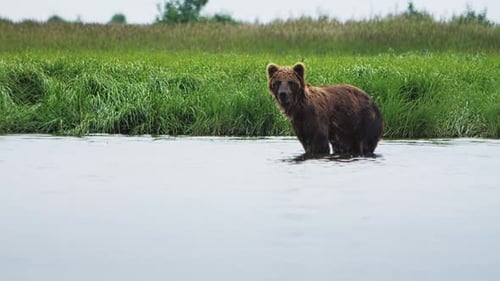 A Brown Bear is Wading in the Water Near a Grassy Field