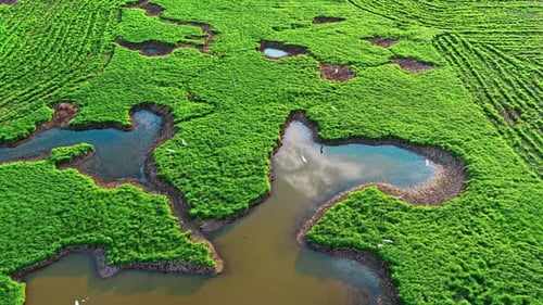 Close up of great egret ,the common egret fishing in the shallow lagoon of the bird sanctuary