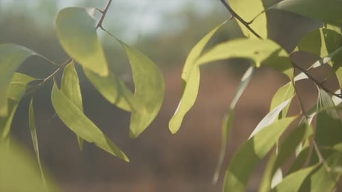 A cinematic close up shot of vibrant green leaves hanging from a tree fluttering in the light breez