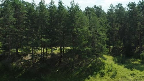 Drone video, sunny summer, tall pine trees on a cliff by the river