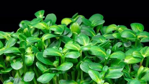 Close Up of Green Sprouts Growing