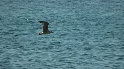 Seabird Flight Ocean Water Bird