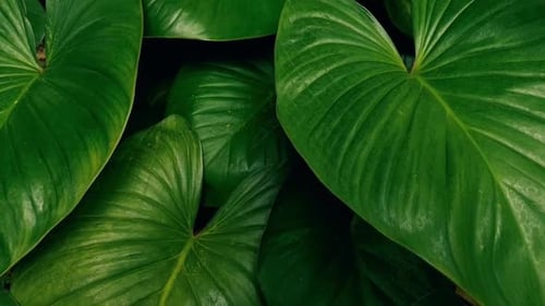 Homalomena plant, tropical foliage swaying in the wind