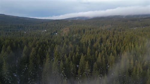 Aerial Over Forest in Winter Time