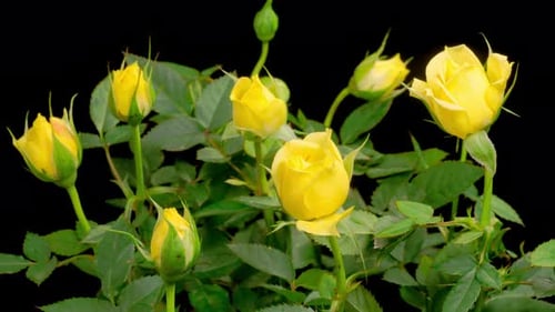 Yellow Rose Buds Blooming in Time Lapse
