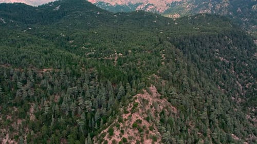 Natural Forest Landscape