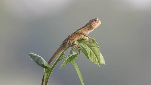 Lézard. yeux. peau. feuille.