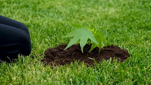 The Child Holds the Plant and Soil in His Hands