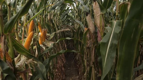 Camera Gliding Through a Lush Cornfield Along a Winding Dirt Path