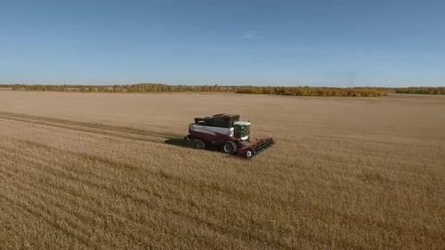 Golden wheat field harvesting at sunset drone view of rural farmland job