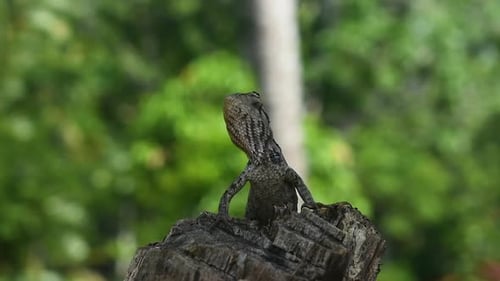 Lagartija oriental hembra de jardín moviéndose de un árbol talado en el país tropical de Sri Lanka