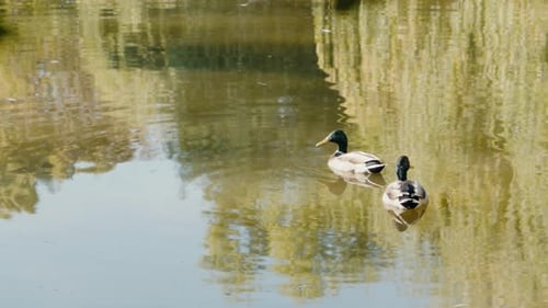 Two Ducks Swimming on a Calm Pond in a Park