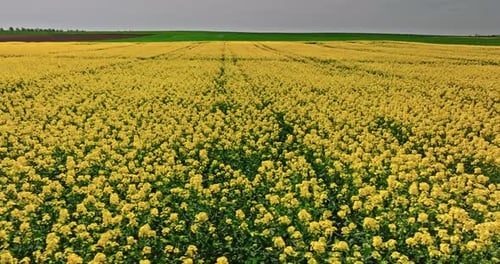Yellow rape flowers and country road with trees in countryside.