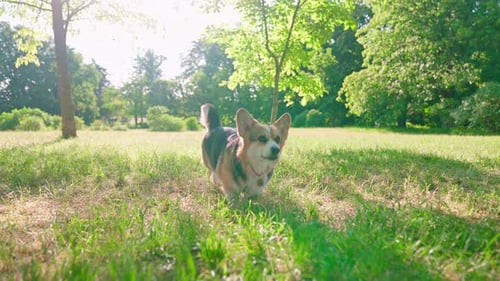 Corre Corgi