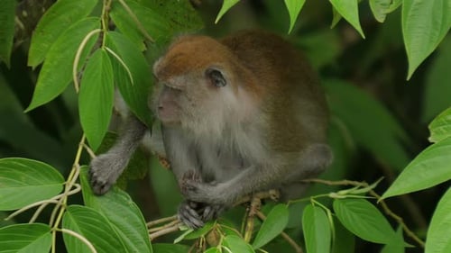 Wild Monkey Sitting Amidst Lush Green Foliage in Tropical Forest