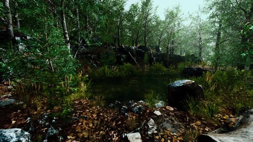 Small Pond in the Forest with Moss Covered Rocks