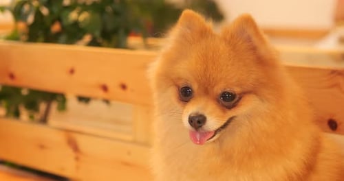 Cute Pomeranian Dog Portrait Indoors