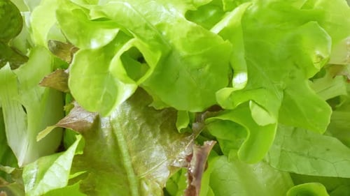A green vegetable salad in close-up.