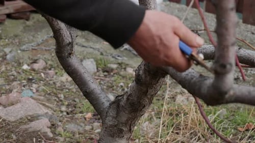 Pruning a Tree with Garden Shears