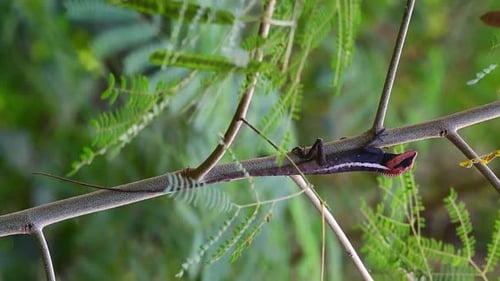 Lizard Resting on a Branch in Tropical Environment