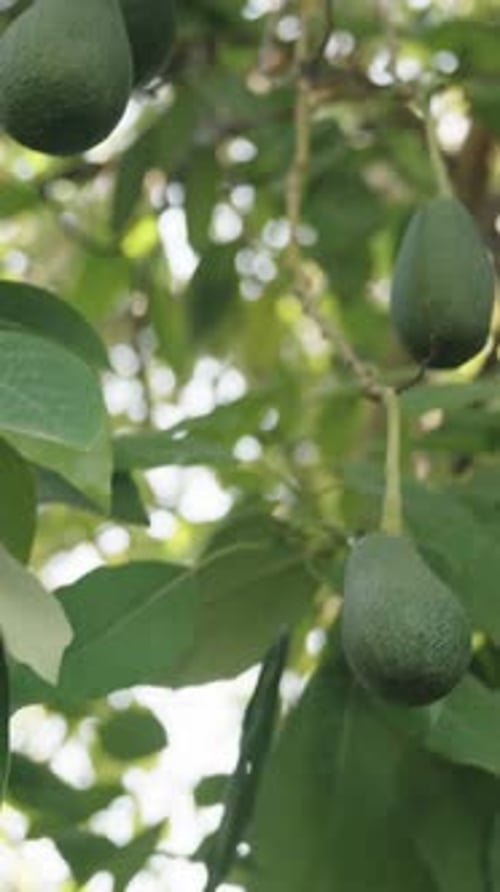 Vertical video. Abundance of avocado fruits hanging from the tree branch, harvest time.
