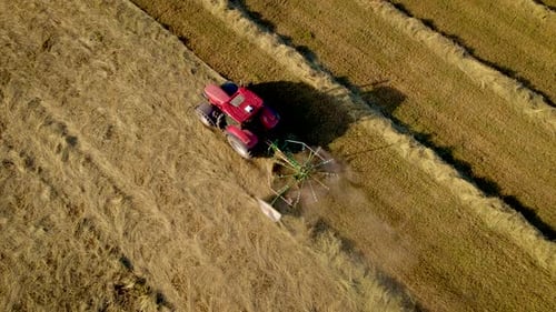 Trator com Hay Tedder coleta palha em fileiras em campo de trigo colhido para embalá-la em fardos