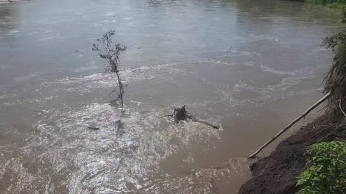 Dies ist ein Video von einem großen Fluss, der schnell an mehreren Bäumen vorbeifließt und über seine Ufer fließt, ca.
