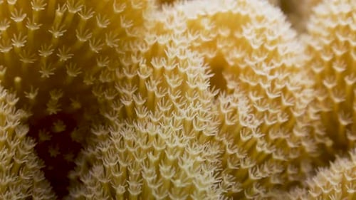 Close up shot of soft coral moving with the water surge on Koh Tao,Thailand