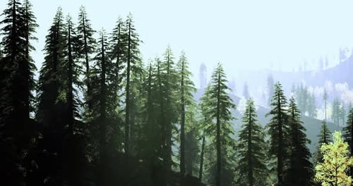 Sunlight Filters Through Tall Evergreen Trees in a Serene Forest