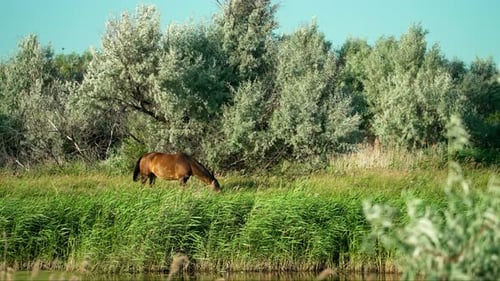 A Solitary Horse Grazes by the Rivers Edge on a Sunny Summer Day